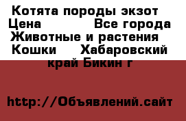 Котята породы экзот › Цена ­ 7 000 - Все города Животные и растения » Кошки   . Хабаровский край,Бикин г.